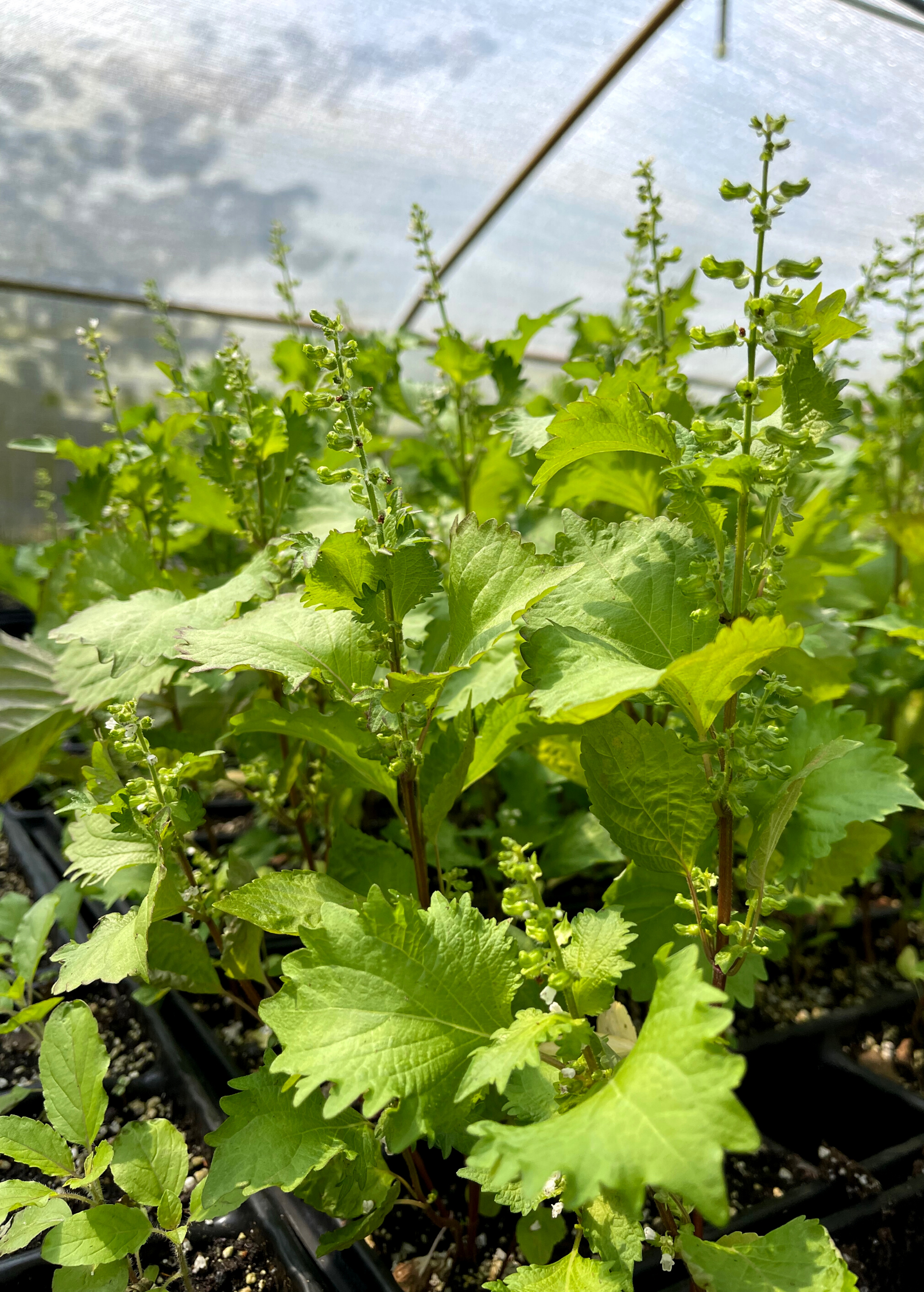 Fresh Korean Perilla herb in a coconut coir pot, cultivated by Sow Exotic, with vibrant green leaves and sturdy stems.