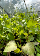 Fresh Korean Perilla herb in a coconut coir pot by Sow Exotic, showcasing vibrant green leaves and compact growth.