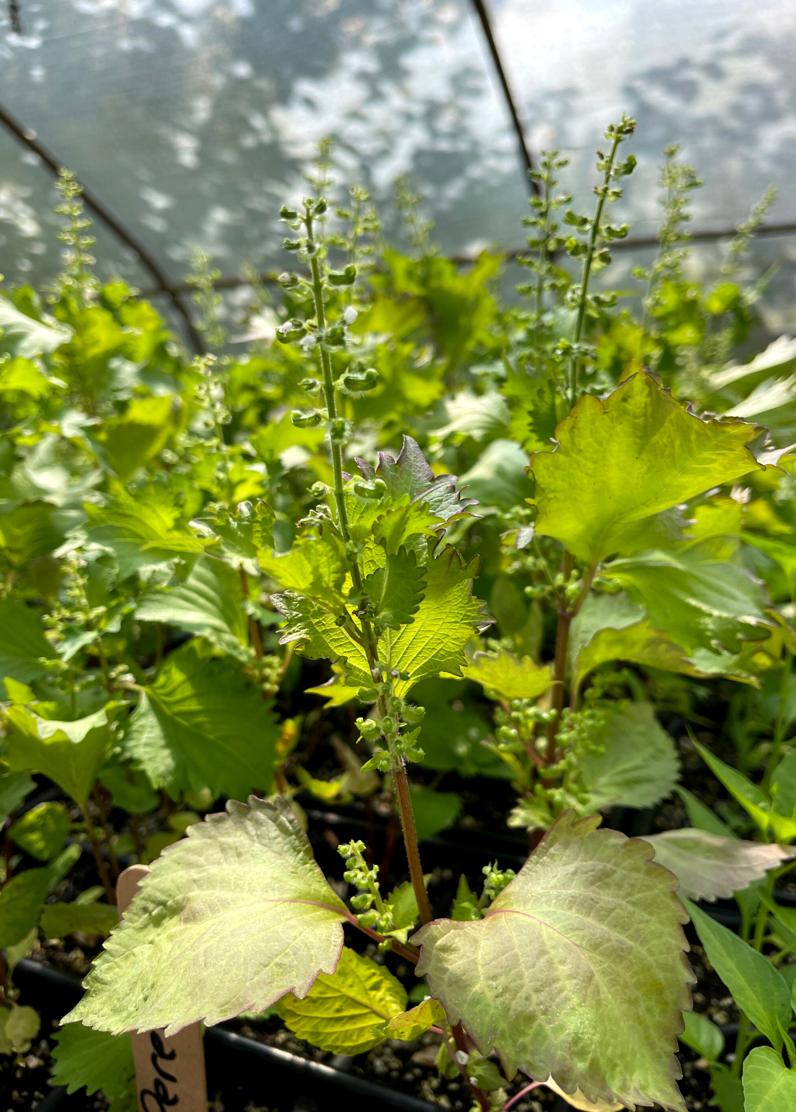 Fresh Korean Perilla herb in a coconut coir pot by Sow Exotic, showcasing vibrant green leaves and compact growth.