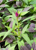 Lagos Spinach herb in a coconut coir pot, cultivated by Sow Exotic, showcasing vibrant green leaves of Celosia argentea.