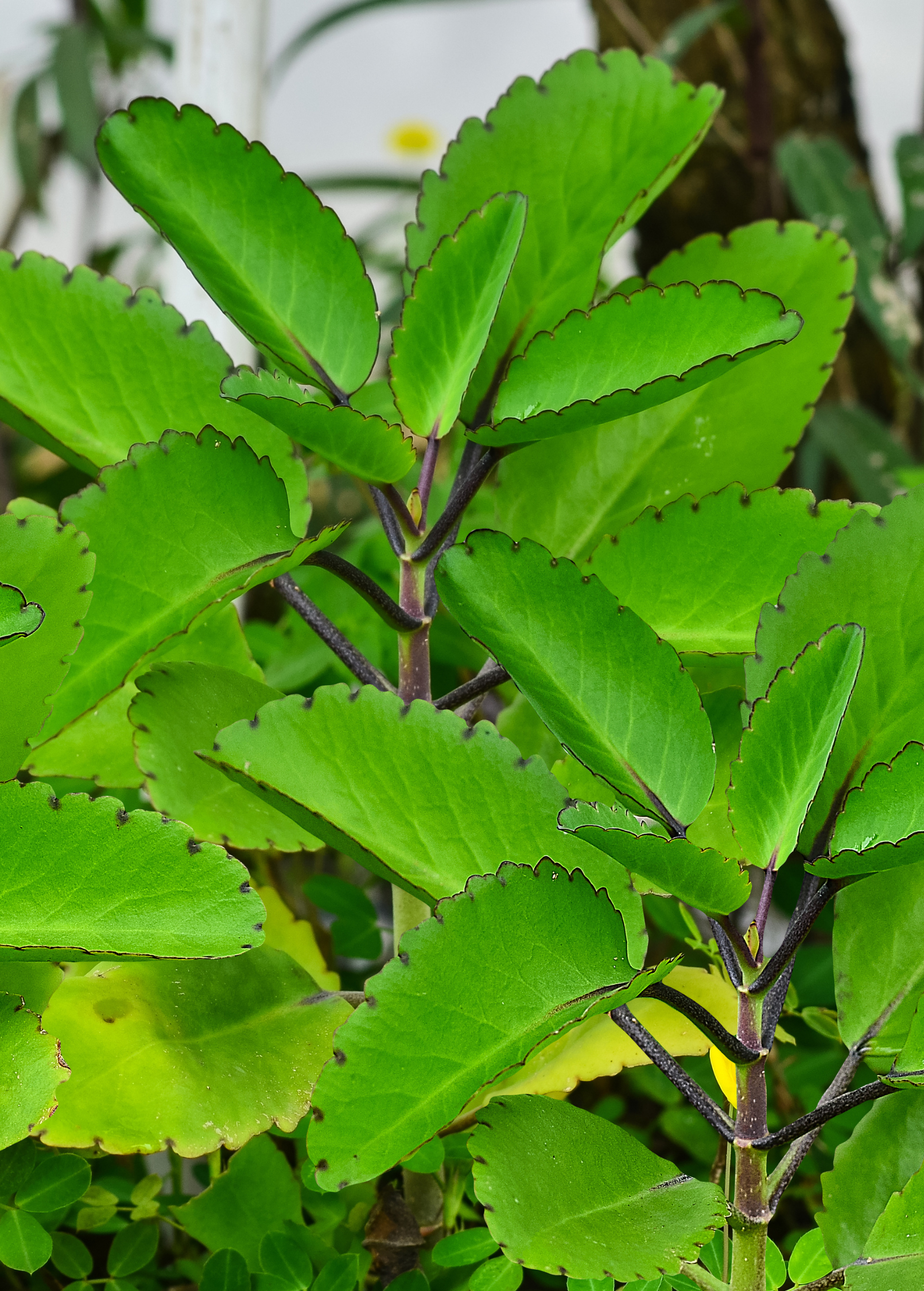Herb Leaf of Life (Bryophyllum pinnatum) in coconut coir pot, healthy green plant from Sow Exotic.