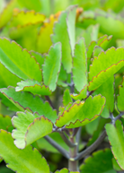 Herb plant Leaf of Life (Bryophyllum pinnatum) in a coconut coir pot, grown by Sow Exotic, with vibrant green leaves.
