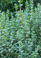 Lebanese Zaatar herb in a coconut coir pot, showing green, aromatic Origanum syriacum leaves from Sow Exotic.