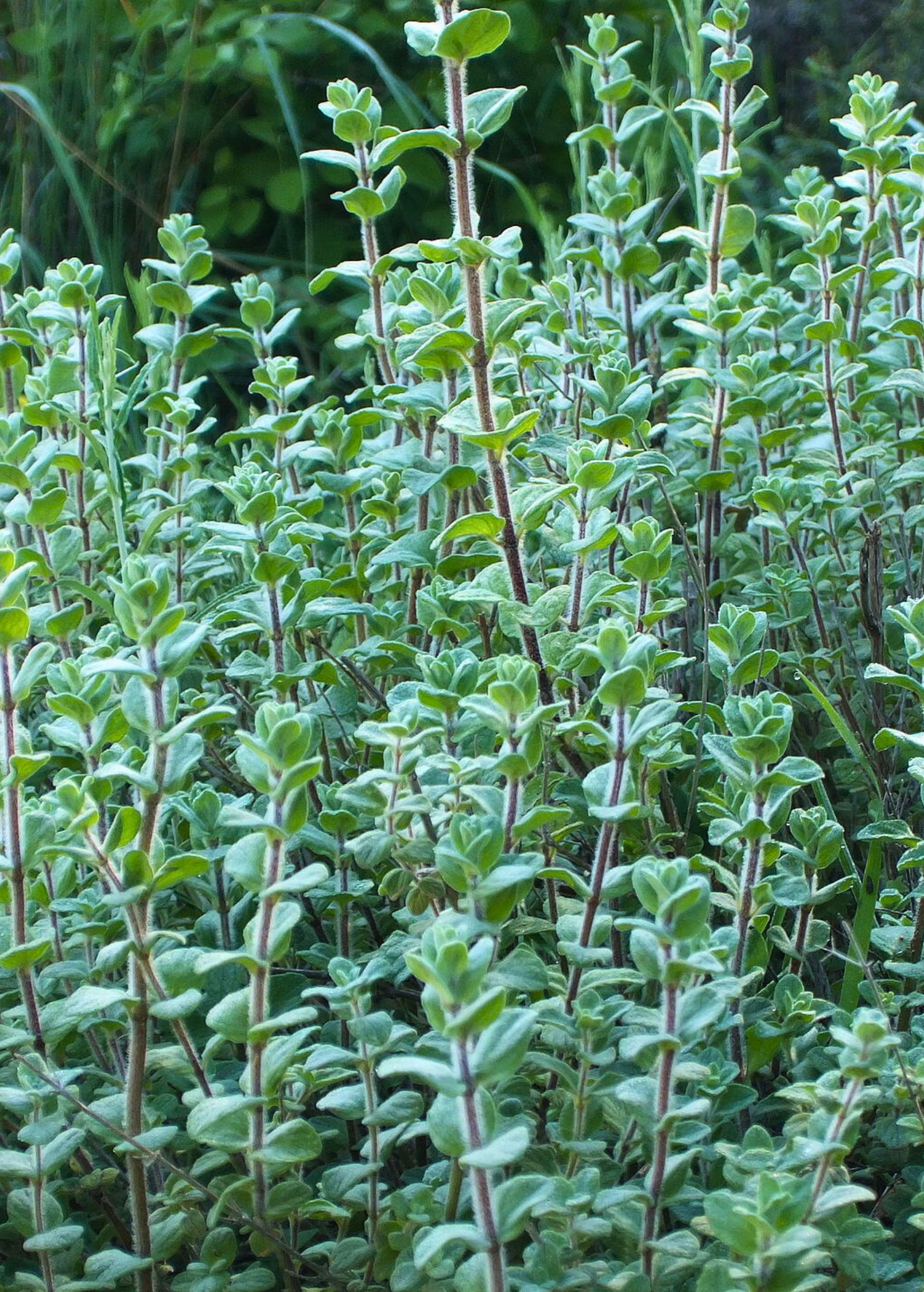 Lebanese Zaatar herb in a coconut coir pot, showing green, aromatic Origanum syriacum leaves from Sow Exotic.