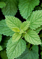 Fresh Lemon Balm herb in a coconut coir pot, showcasing its green, aromatic leaves from Sow Exotic.