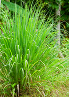 Fresh lemongrass herb in a coconut coir pot, branded Sow Exotic, showcasing long green stalks and lush foliage.