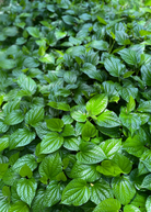 Lolot herb (Piper sarmentosum) in a medium coconut coir pot, showcasing lush green leaves from Sow Exotic.