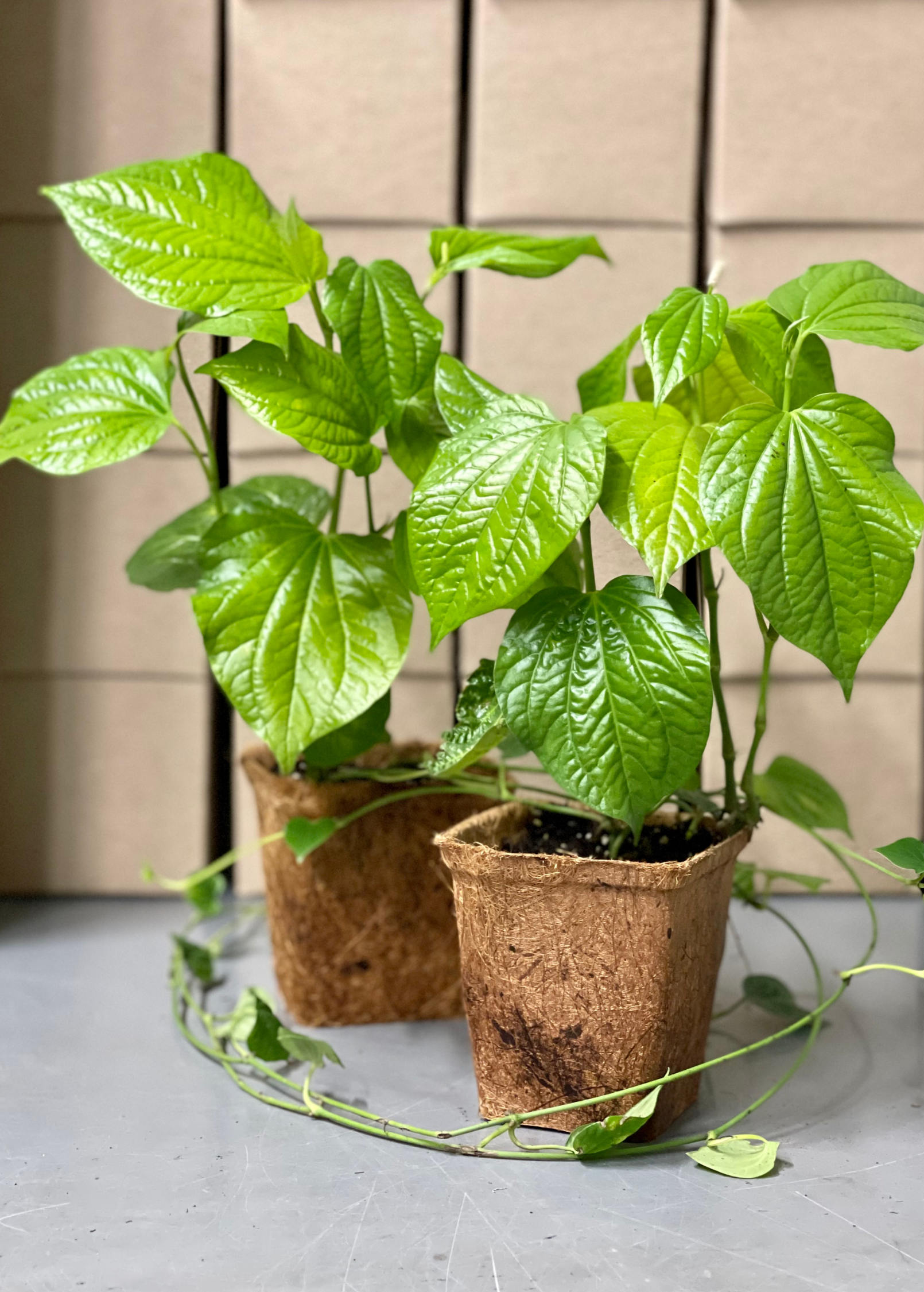 Lolot herb (Piper sarmentosum) in a coconut coir pot, grown by Sow Exotic, showcasing fresh green leaves.