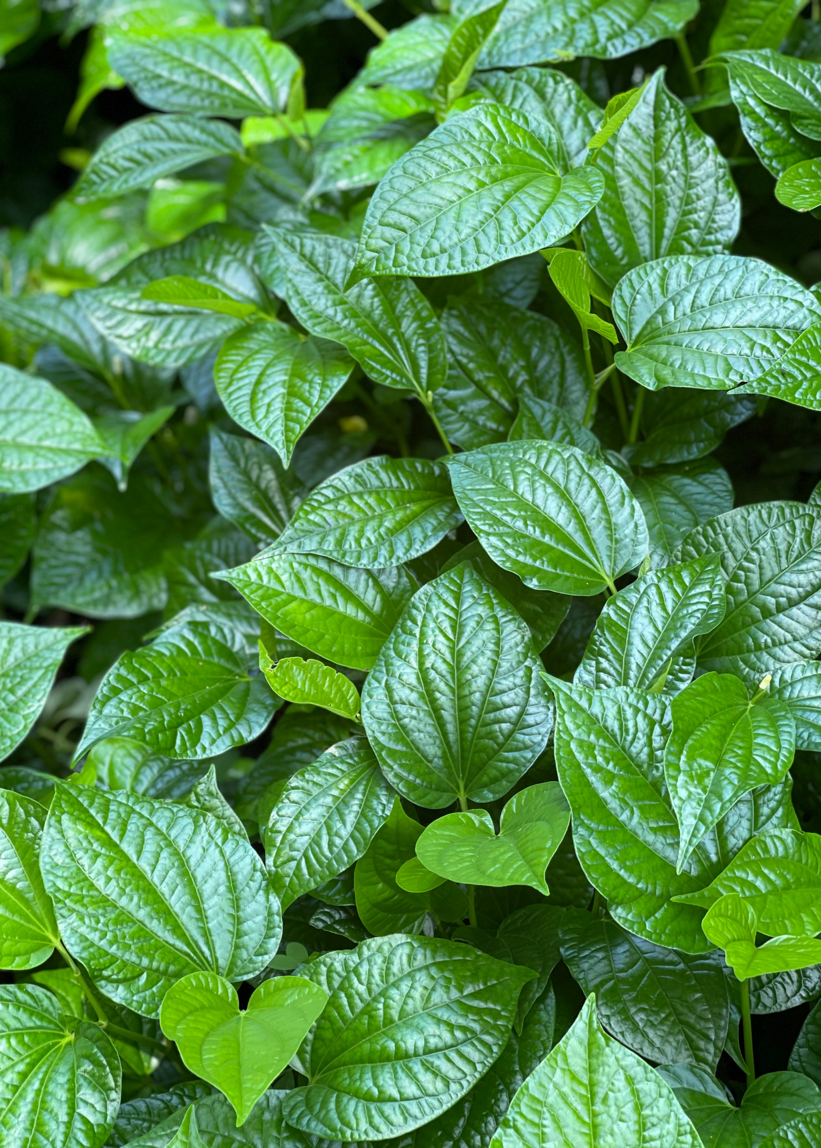 Sow Exotic Lolot herb (Piper sarmentosum) growing in a medium coconut coir pot, healthy green leaves, close-up view.
