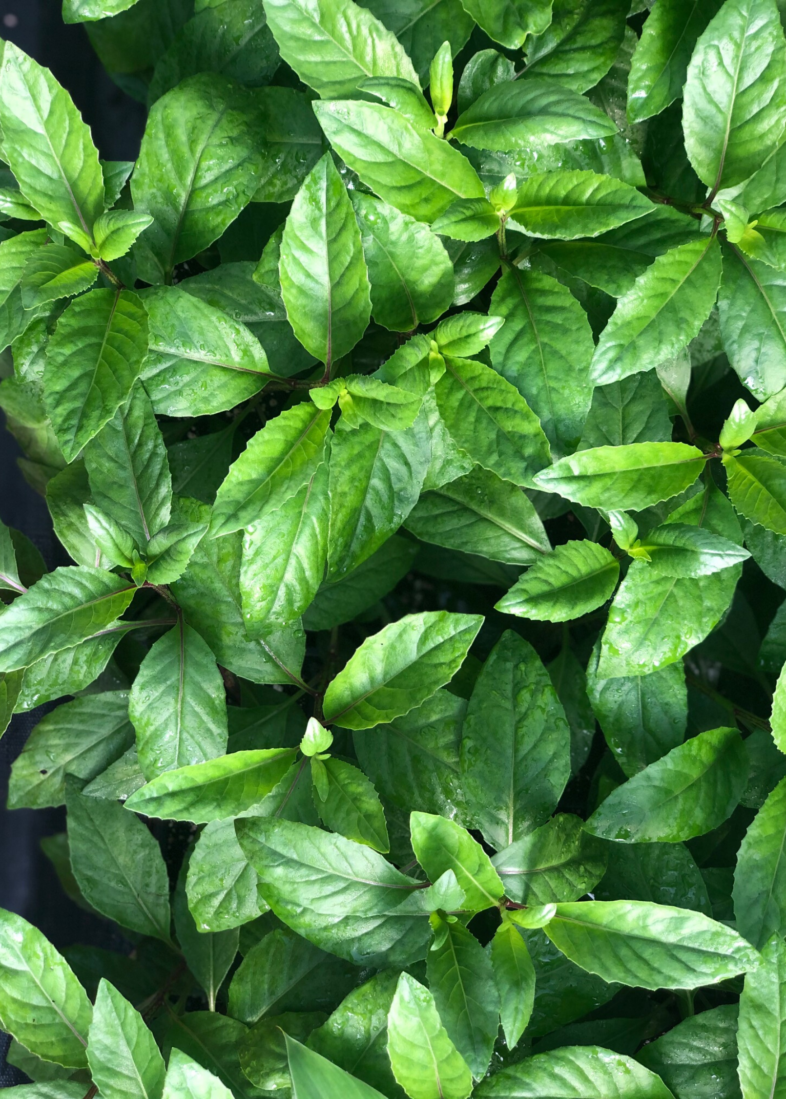 Longevity Spinach herb in a coconut coir pot, showing green, leafy Gynura procumbens plant by Sow Exotic.