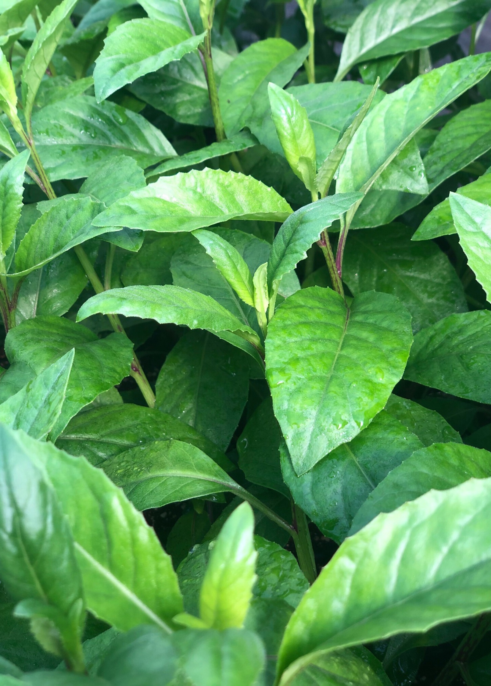 Longevity Spinach herb in a coconut coir pot, showcasing lush green Gynura procumbens leaves from Sow Exotic.
