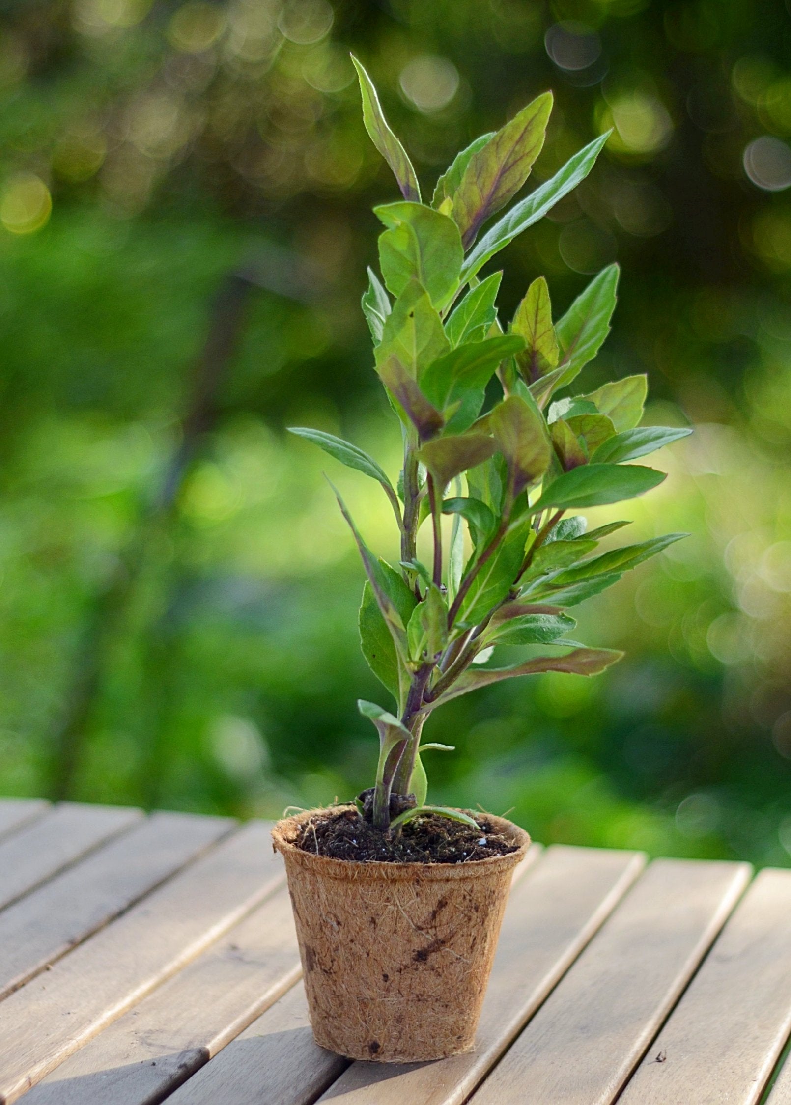 Longevity Spinach herb (Gynura procumbens) in a coconut coir pot, healthy green plant with broad leaves, grown by Sow Exotic.