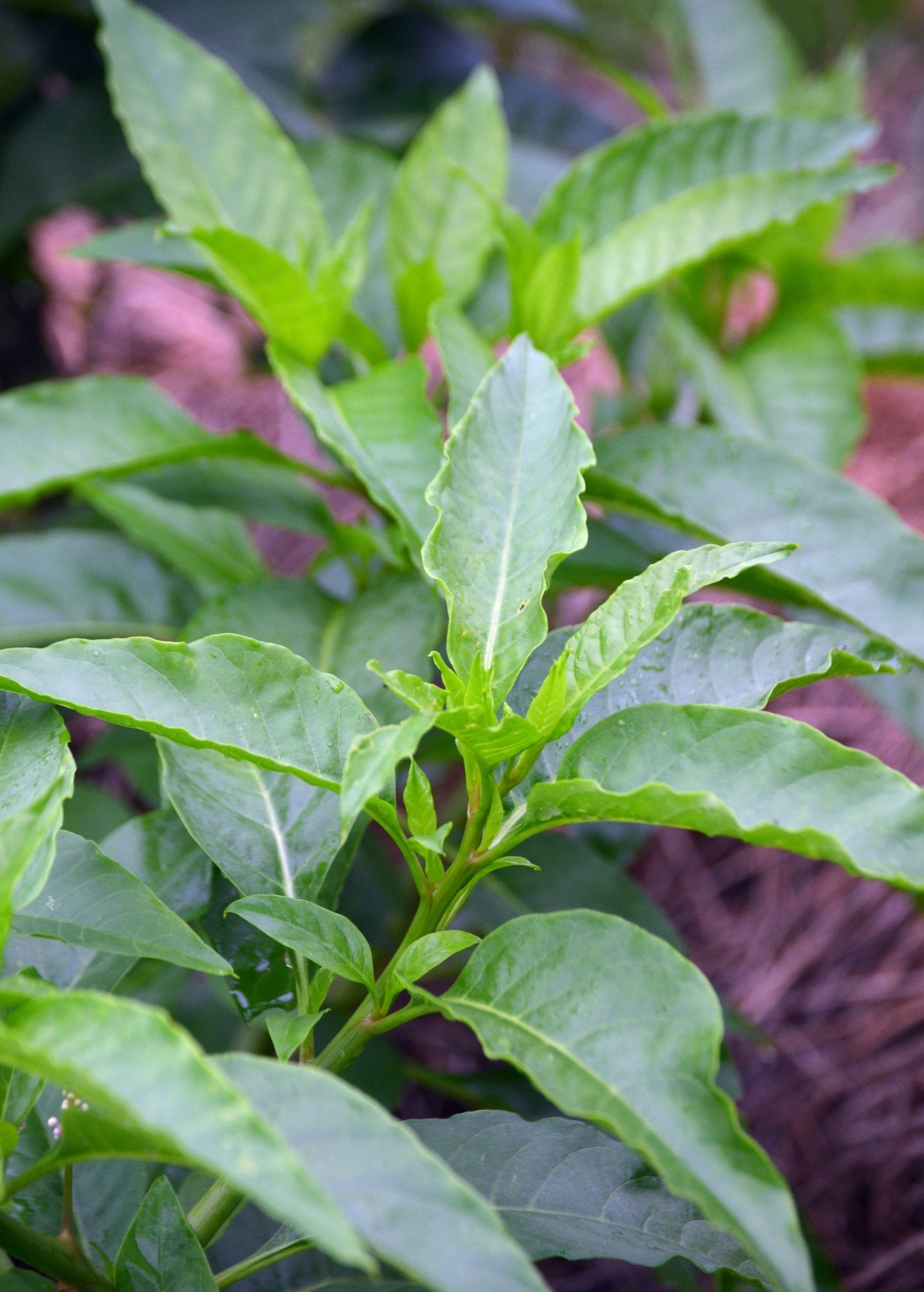 Longevity Spinach herb in a coconut coir pot by Sow Exotic, showcasing lush green Gynura procumbens leaves.