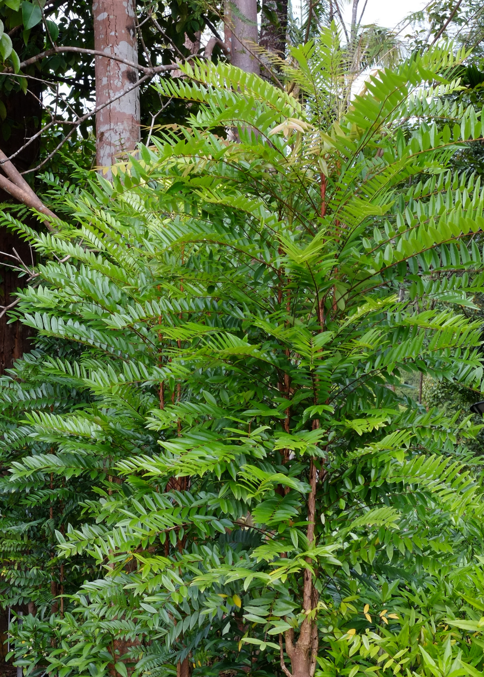Longjack Tongkat Ali herb in a coconut coir pot, grown by Sow Exotic, with lush green foliage and thick stems.