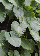 Malanga herb in a coconut coir pot, showcasing its broad green leaves and tuberous root, from Sow Exotic.