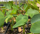 Malanga herb plant in coconut coir pot, Xanthosoma sagittifolium, from Sow Exotic, with lush green leaves and healthy roots.