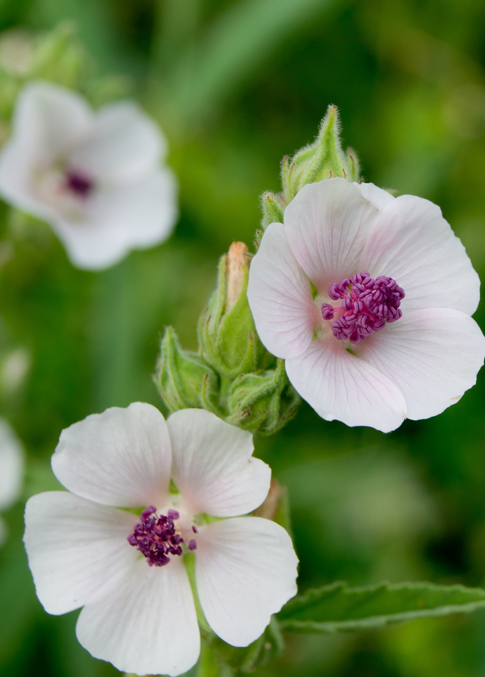 Herb Sow Exotic marshmallow (Althaea officinalis) in a coconut coir pot with lush green leaves and tall flowering stalks.