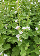 Marshmallow herb (Althaea officinalis) in a coconut coir pot, healthy green leaves, grown outdoors.