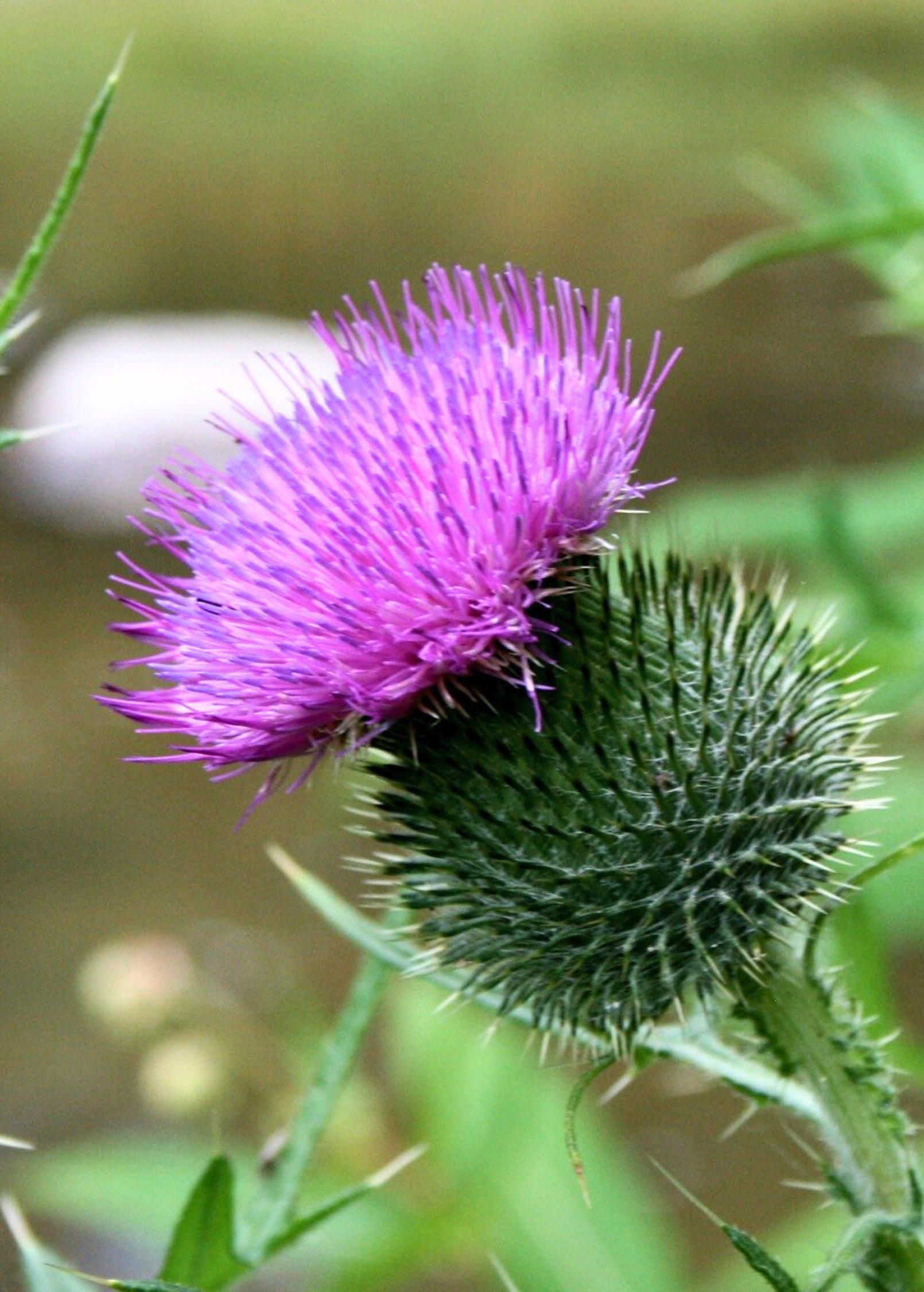 Milk Thistle herb in a coconut coir pot, branded Sow Exotic, showing healthy green leaves and plant growth.