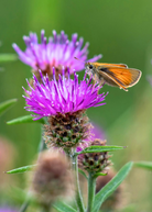 Milk Thistle herb in a coconut coir pot, healthy Silybum marianum plant with spiky leaves, by Sow Exotic.