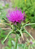 Milk Thistle herb in a coconut coir pot, showing green leaves and healthy growth, by Sow Exotic.