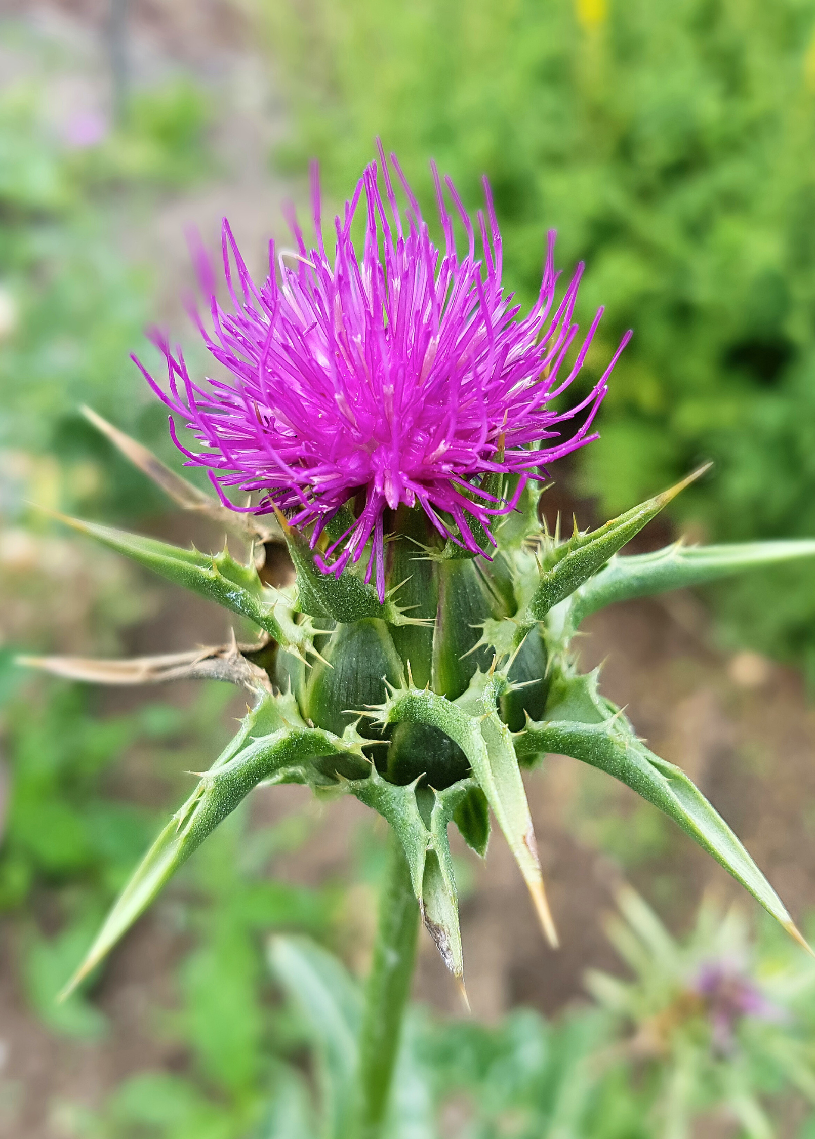 Milk Thistle herb in a coconut coir pot, showing green leaves and healthy growth, by Sow Exotic.