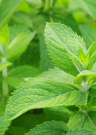 Fresh Mojito Mint herb in coconut coir pot, showcasing vibrant green Mentha villosa leaves from Sow Exotic.