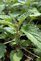 Herb plant in coconut coir pot, Moldavian Balm (Dracocephalum moldavica) by Sow Exotic, with green leaves and compact growth.