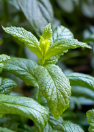 Moroccan Mint herb in a coconut coir pot, with lush green leaves, grown by Sow Exotic for fresh herbal use.