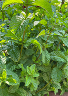 Fresh Moroccan Mint herb in a coconut coir pot, grown by Sow Exotic, showcasing vibrant green leaves of Mentha spicata.