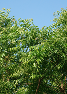 Neem tree herb in a coconut coir pot, showcasing lush green leaves and healthy growth, by Sow Exotic.
