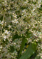 Healthy Neem Tree (Azadirachta indica) herb plant in a coconut coir pot, cultivated by Sow Exotic.