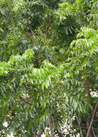 Neem Tree herb in a coconut coir pot by Sow Exotic, showcasing lush green leaves and healthy growth.