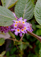 Fresh Oaxaca Lemon Verbena herb in a coconut coir pot, showcasing vibrant green leaves from Sow Exotic.