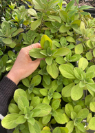 Herb plant in coconut coir pot labeled Panadol (Plectranthus caninus) by Sow Exotic, with green foliage visible.
