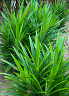 Pandan Leaf herb in a coconut coir pot, healthy green pandanus amaryllifolius plant from Sow Exotic.
