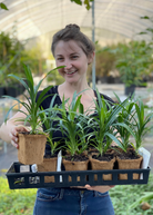 Pandan Leaf herb in a coconut coir pot, Sow Exotic brand, showing green pandanus amaryllifolius leaves in a garden setting.