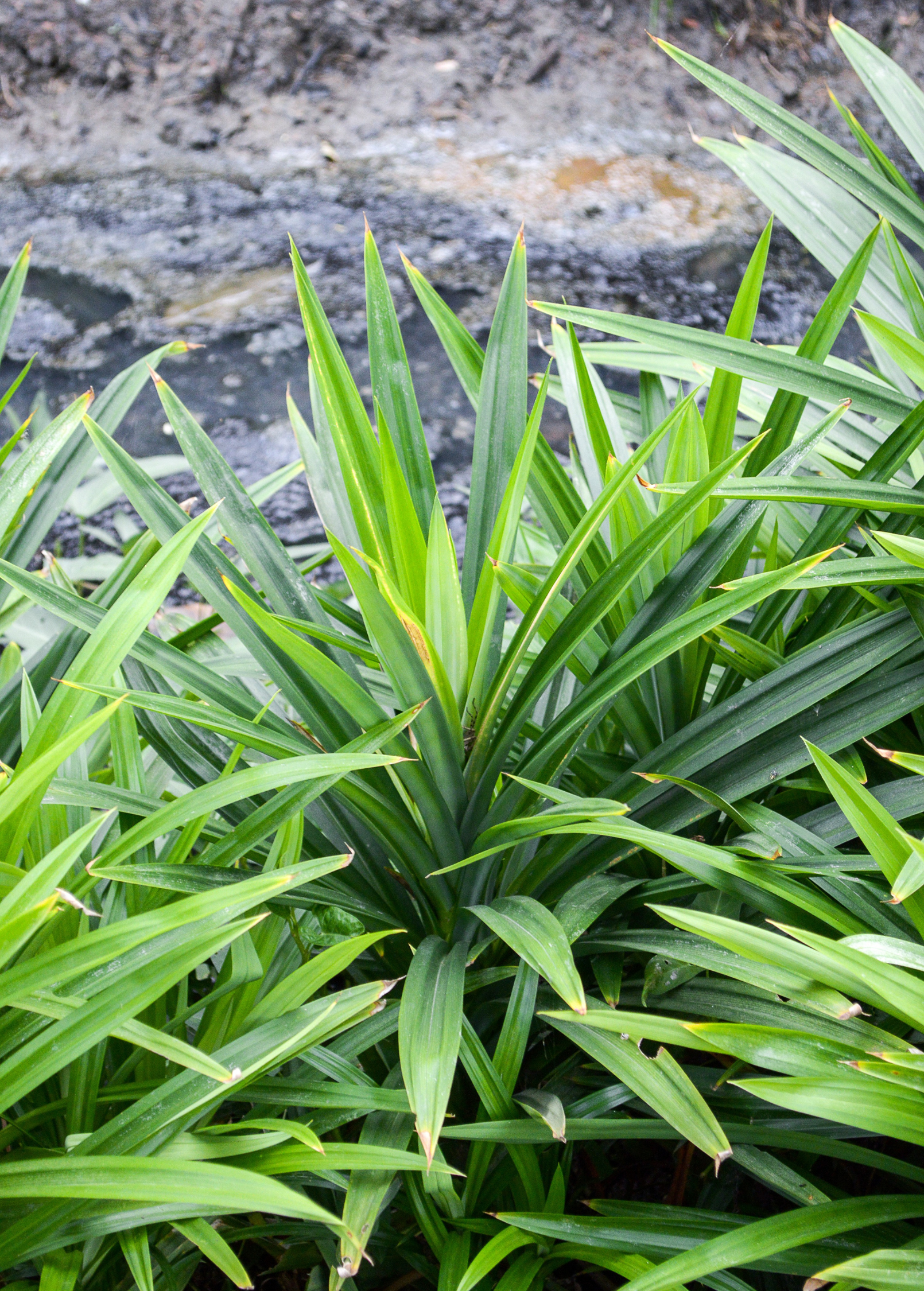 Pandan leaf herb in a coconut coir pot, showing long green pandanus amaryllifolius leaves with lush foliage.