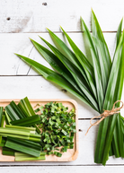 Pandan Leaf herb in a coconut coir pot, Sow Exotic brand, with lush green pandanus amaryllifolius foliage.