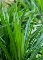 Pandan Leaf herb in a coconut coir pot from Sow Exotic, showing lush green pandanus amaryllifolius leaves.
