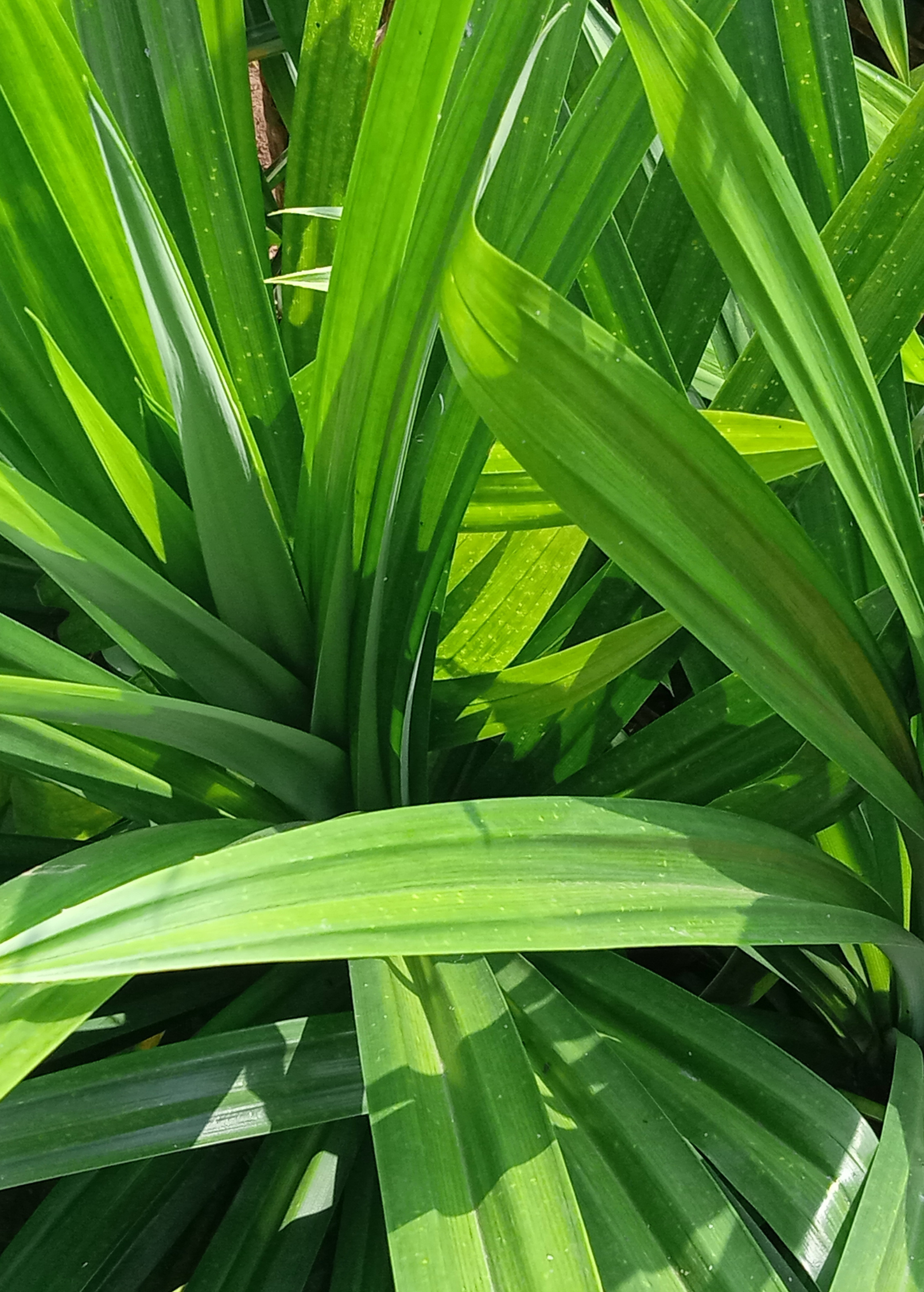 Pandan Leaf herb in a coconut coir pot by Sow Exotic, showcasing lush green pandanus amaryllifolius plant.