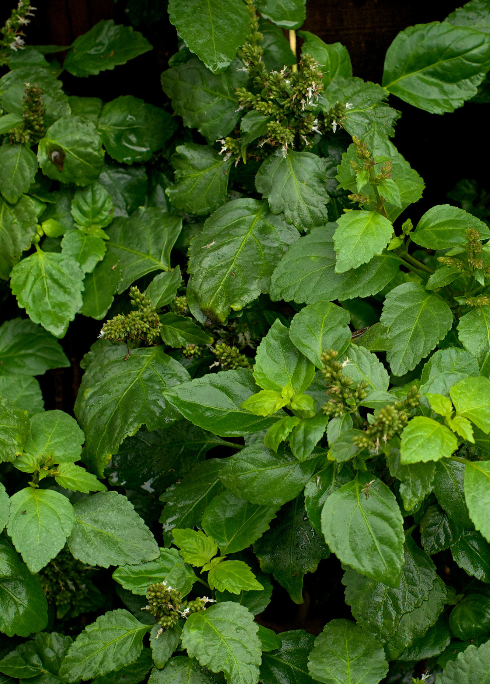Patchouli herb in a coconut coir pot by Sow Exotic, featuring lush green Pogostemon cablin leaves.