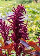 Red Callaloo herb in a coconut coir pot, showing vibrant red and green Amaranthus tricolor leaves from Sow Exotic.