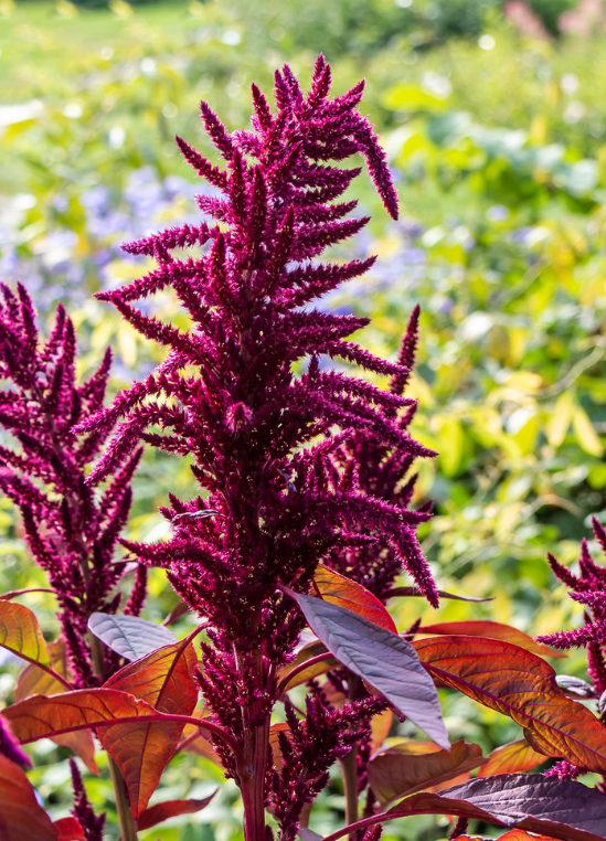 Red Callaloo herb in a coconut coir pot, showing vibrant red and green Amaranthus tricolor leaves from Sow Exotic.