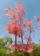 Red Toon herb (Toona sinensis) in a coconut coir pot, showing vibrant red leaves and lush green foliage.