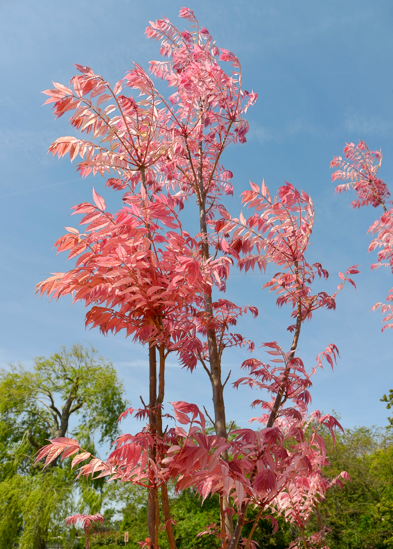 Red Toon herb (Toona sinensis) in a coconut coir pot, showing vibrant red leaves and lush green foliage.