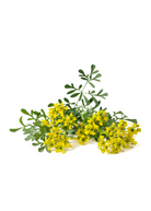 Fresh Rue herb (Ruta graveolens) potted in coconut coir, grown by Sow Exotic, with vibrant green leaves and bushy foliage.