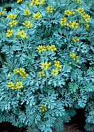 Sow Exotic Rue herb in a coconut coir pot showcasing green, leafy Ruta graveolens plant for culinary and medicinal use