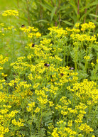 Fresh Rue (Ruta graveolens) herb in a coconut coir pot, grown by Sow Exotic, with vibrant green leaves and bushy foliage.