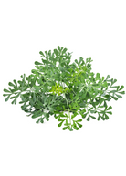 Herb plant Rue (Ruta graveolens) in a medium coconut coir pot, grown by Sow Exotic, with lush green foliage.